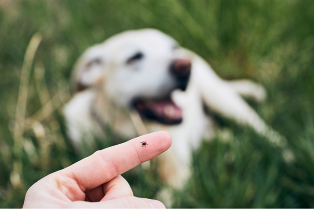 Tick Trouble? Here’s How to Protect Your Home and Pets